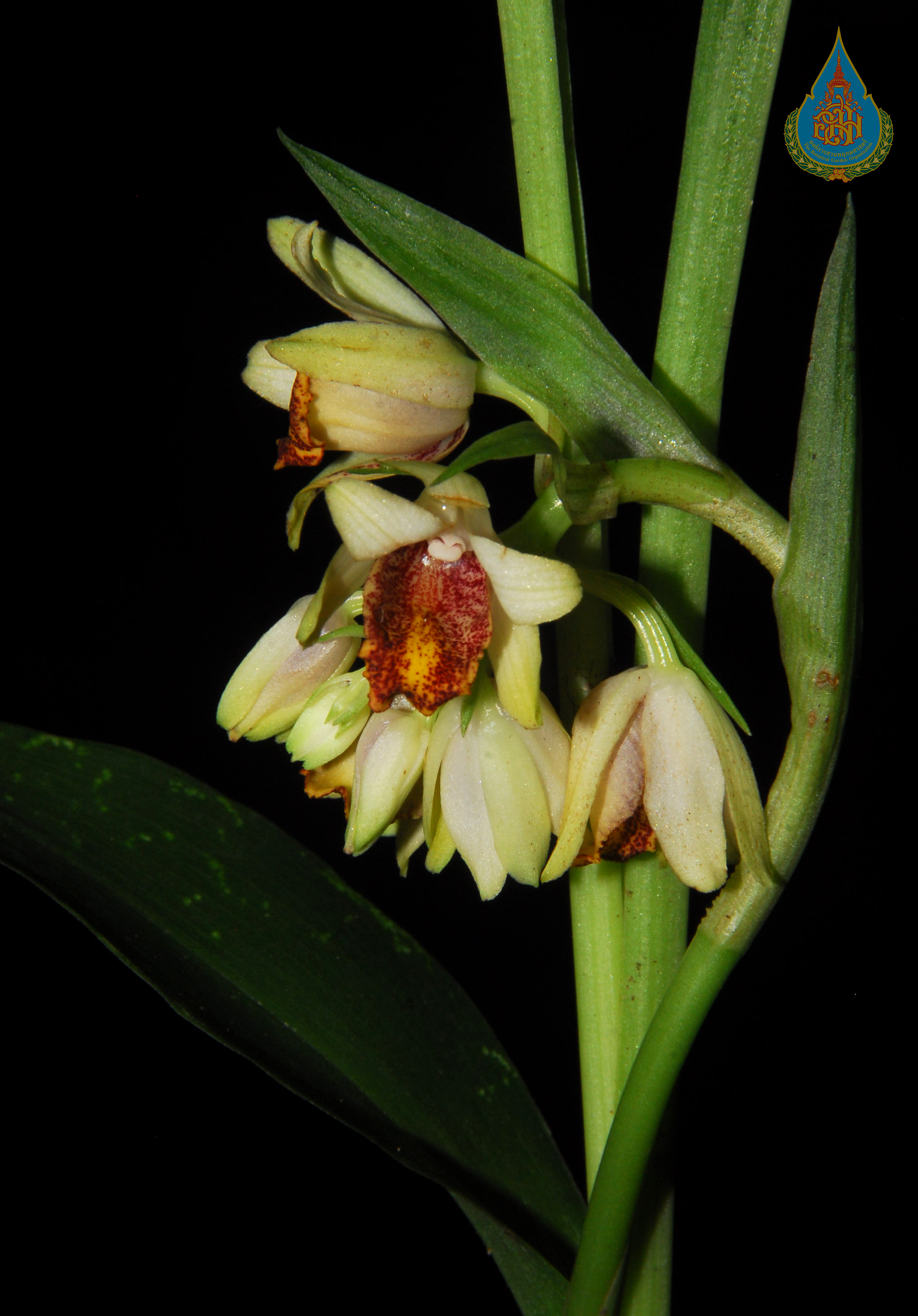 ว่านจูงนางตาม Geodorum terrestre (L.) Garay<br/>ORCHIDACEAE